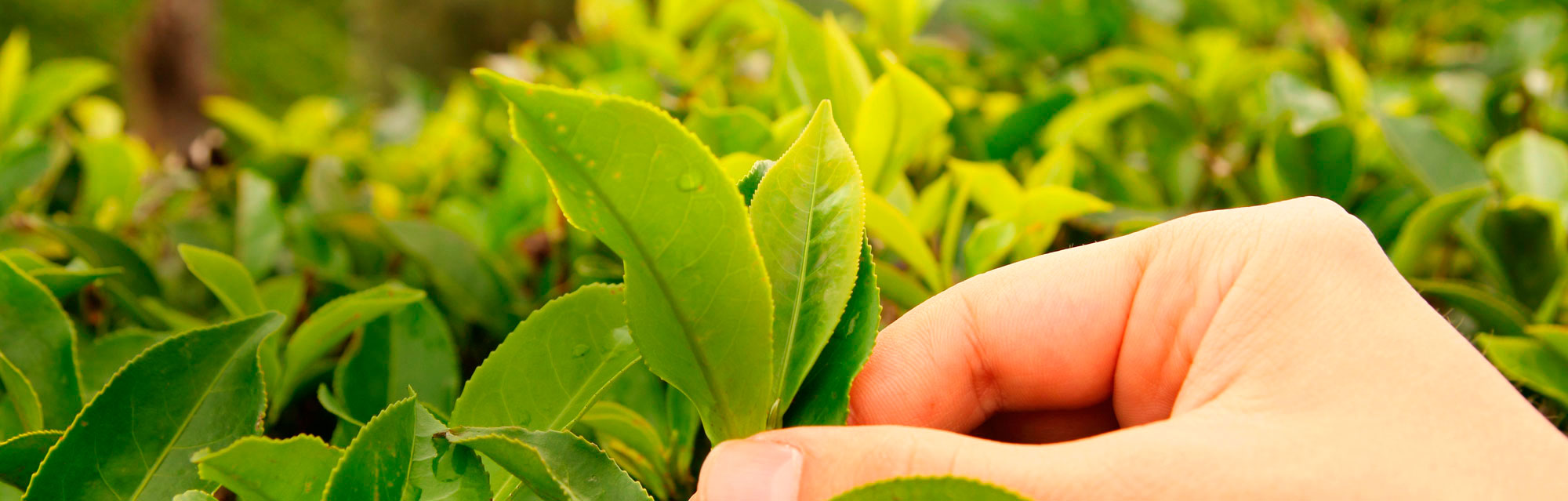 Sustentabilidade Desktop Banner