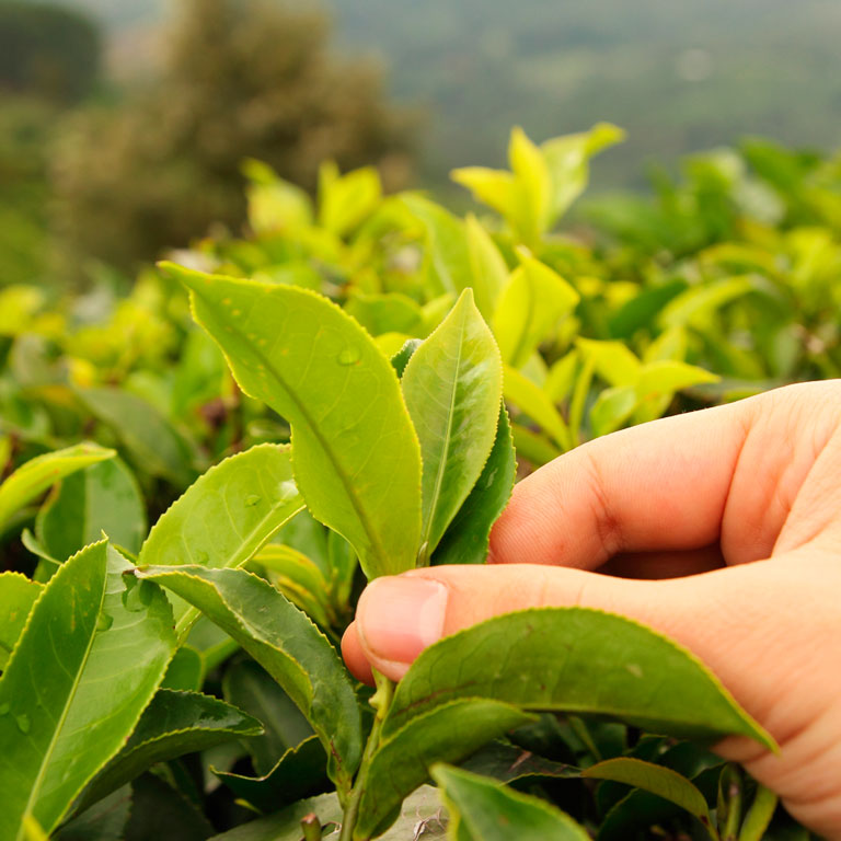 Sustentabilidade Mobile Banner